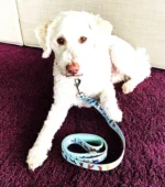 Dog Leash - Image 2