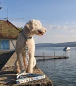 Dog Leash - Image 3