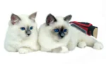 Pet Grooming Glove - Image 4