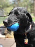 Dual-Chamber Treat Dispenser Toy - Image 5
