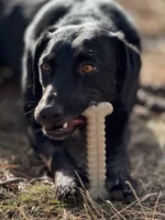 Ultra-Durable Dog Toy - Image 2