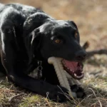 Ultra-Durable Dog Toy - Image 3